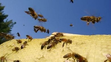 QHotels create a buzz